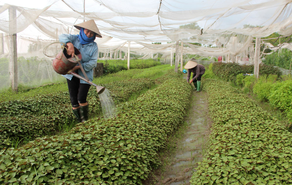 Vườn trồng rau đảm bảo tiêu chuẩn VietGap